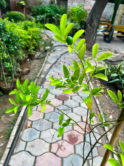China Lemon Plant - Chinese Lemon (Citrus limon)