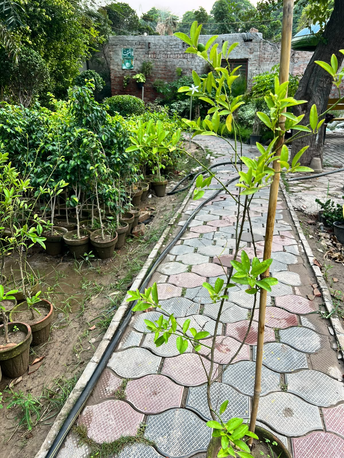 China Lemon Plant - Chinese Lemon (Citrus limon)
