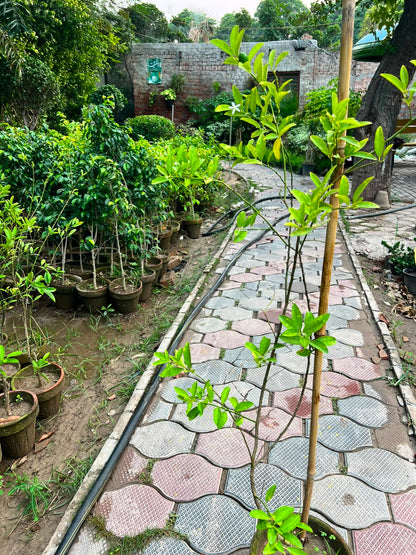 China Lemon Plant - Chinese Lemon (Citrus limon)