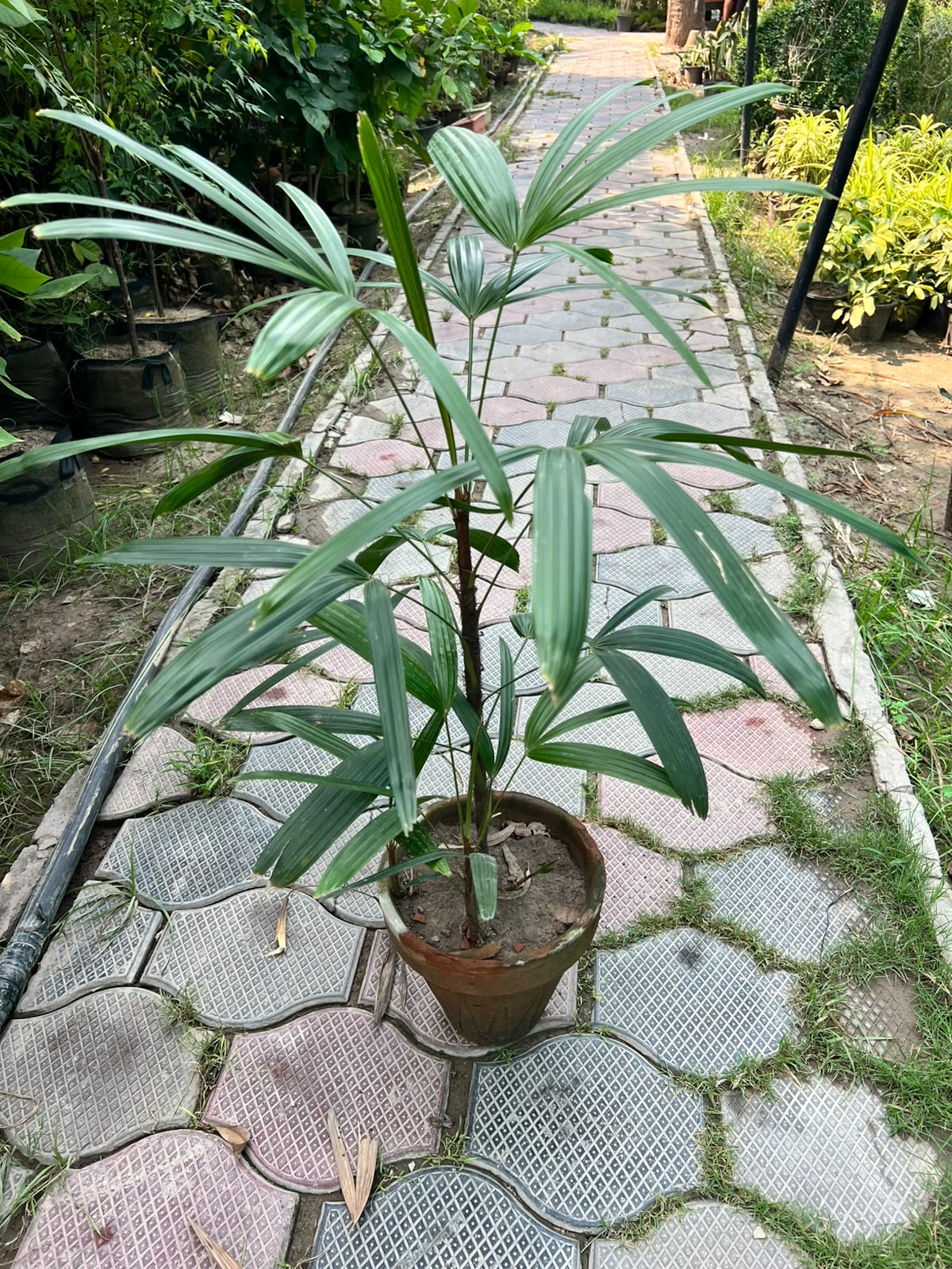 Lady Finger Palm - Lady Palm (Rhapis excelsa)