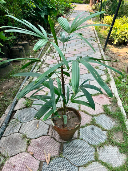 Lady Finger Palm - Lady Palm (Rhapis excelsa)