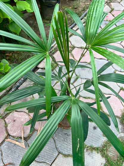 Deal 12 - Palm & Croton Bundle
