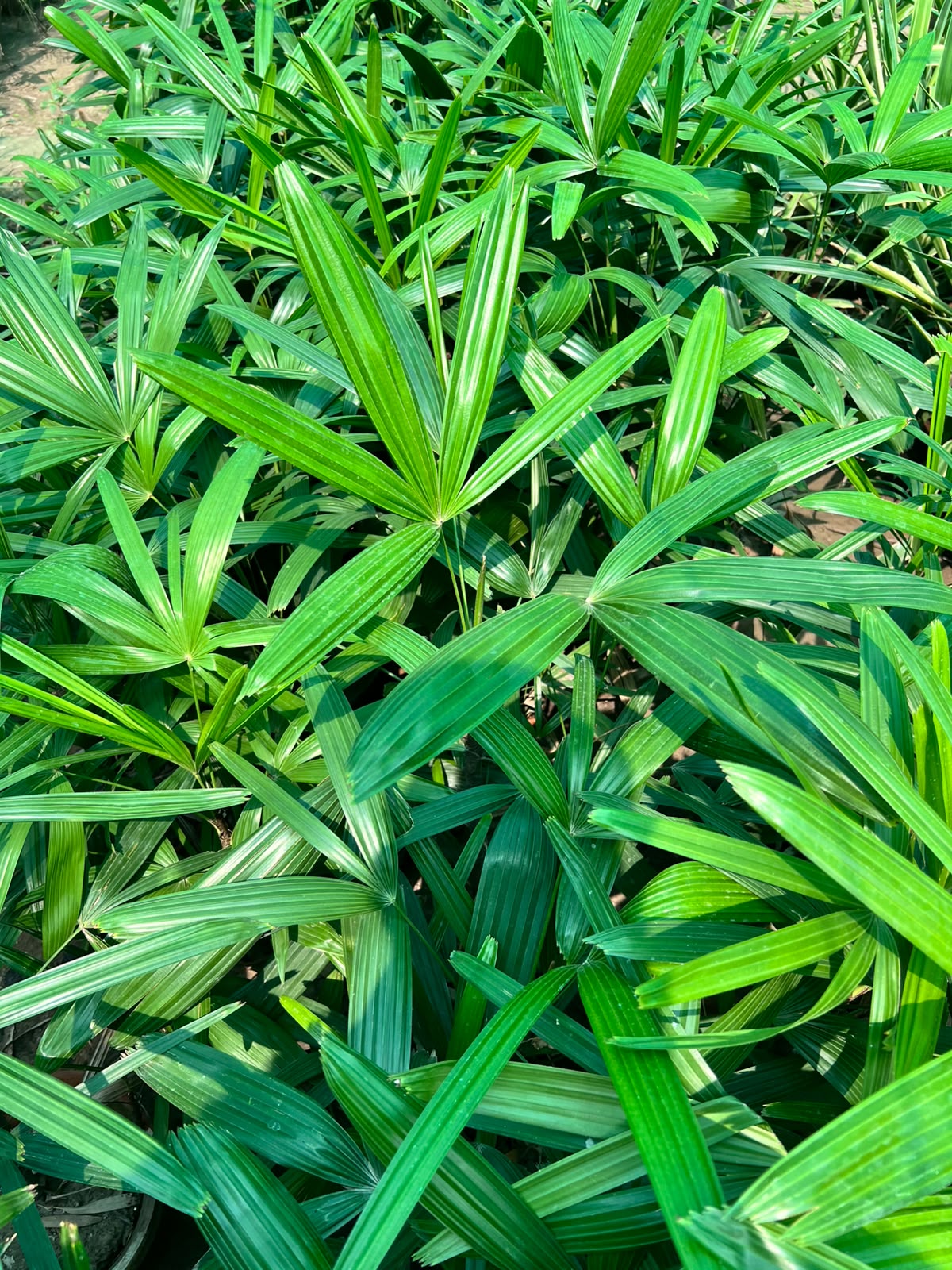 Lady Finger Palm - Lady Palm (Rhapis excelsa)