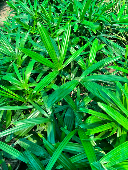 Lady Finger Palm - Lady Palm (Rhapis excelsa)