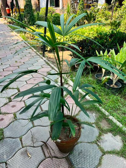 Lady Finger Palm - Lady Palm (Rhapis excelsa)