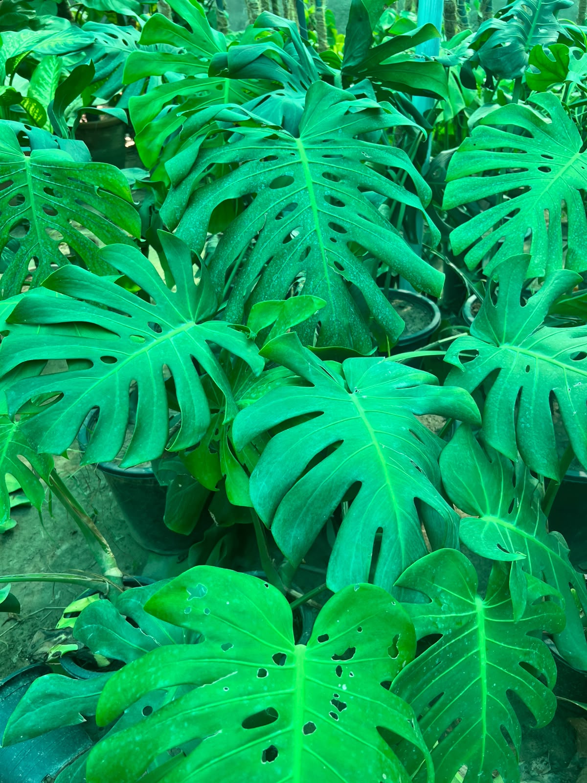 Monstera Plant - Swiss Cheese Plant (Monstera deliciosa)