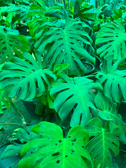 Monstera Plant - Swiss Cheese Plant (Monstera deliciosa)