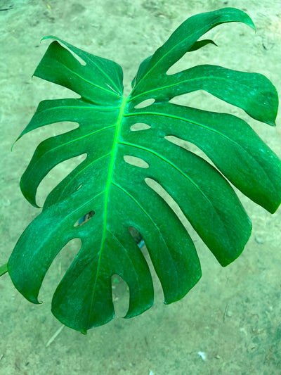 Monstera Plant - Swiss Cheese Plant (Monstera deliciosa)