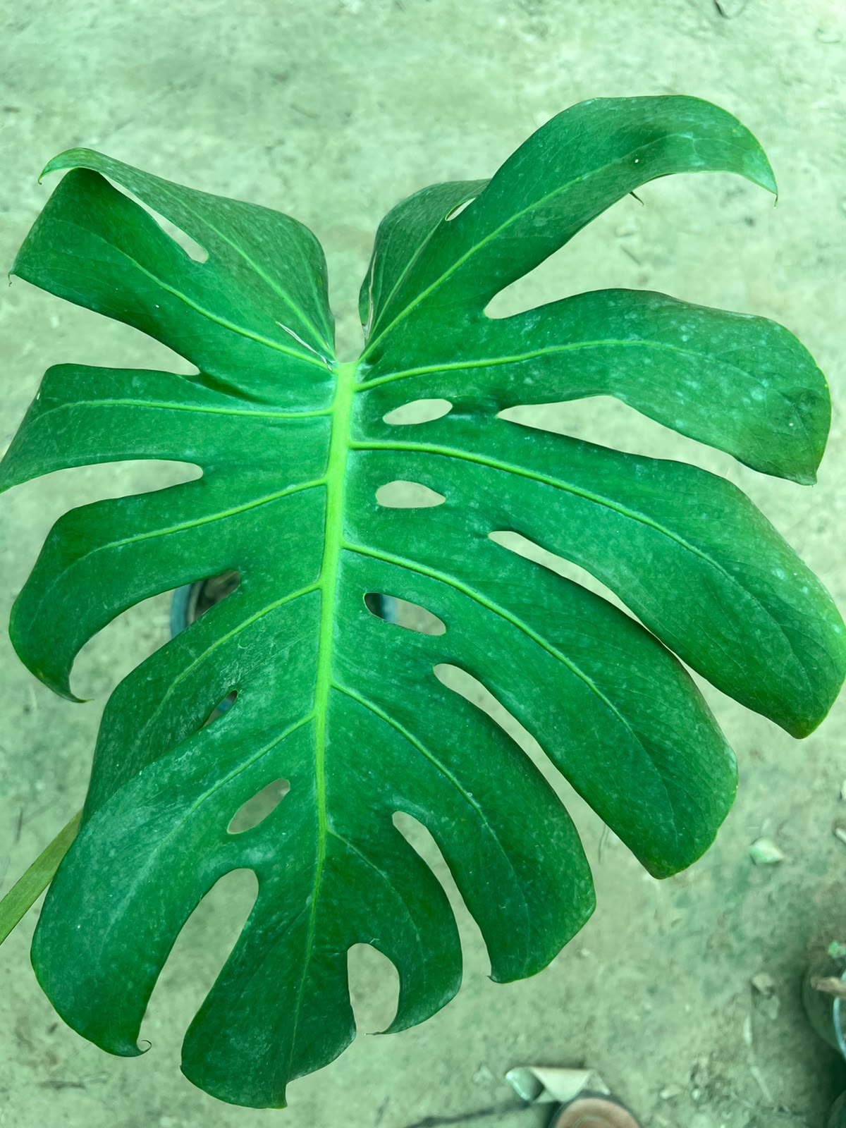 Monstera Plant - Swiss Cheese Plant (Monstera deliciosa)