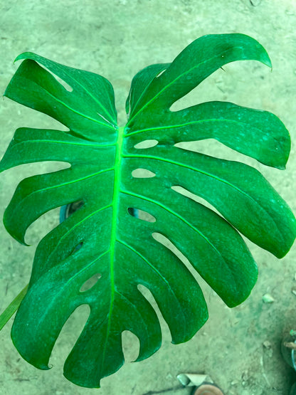Monstera Plant - Swiss Cheese Plant (Monstera deliciosa)