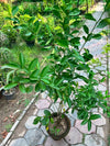 Lemon Plant - Lemon Fruit Plant (Citrus limon)