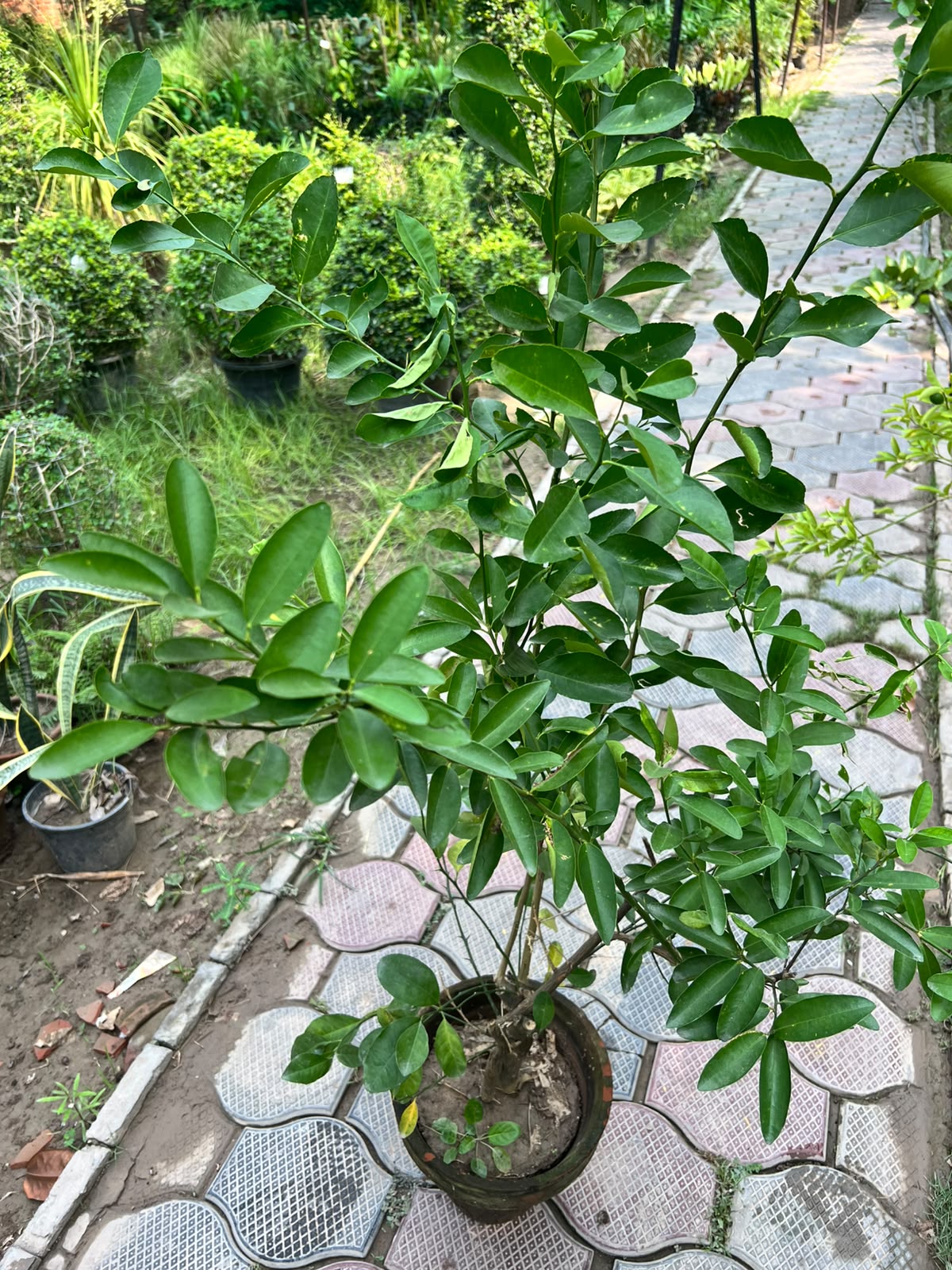 Lemon Plant - Lemon Fruit Plant (Citrus limon)