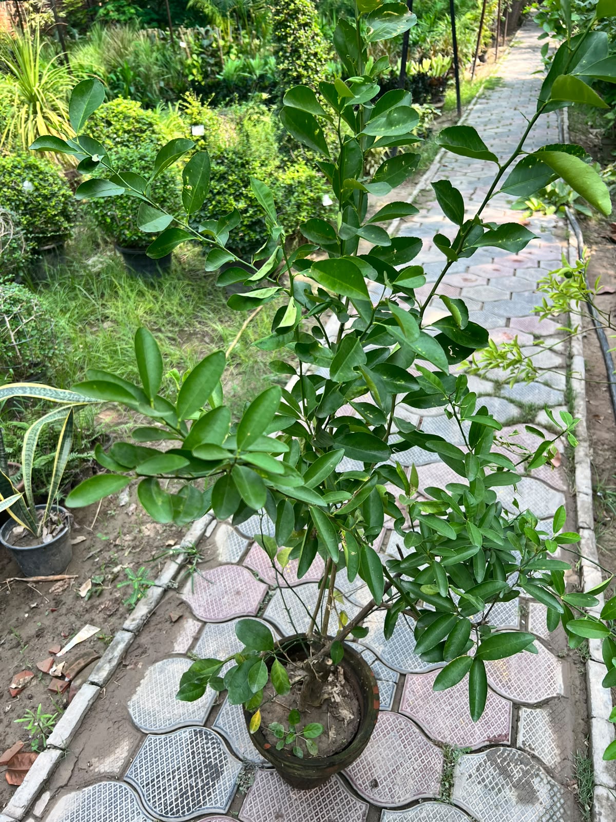 Lemon Plant - Lemon Fruit Plant (Citrus limon)