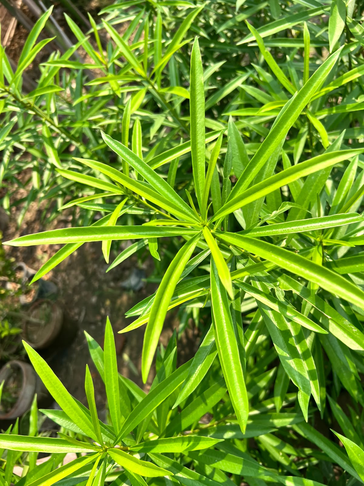 Kaner Plant - Yellow Oleander (Cascabela thevetia)