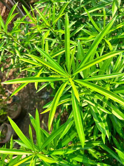 Kaner Plant - Yellow Oleander (Cascabela thevetia)