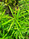 Kaner Plant - Yellow Oleander (Cascabela thevetia)