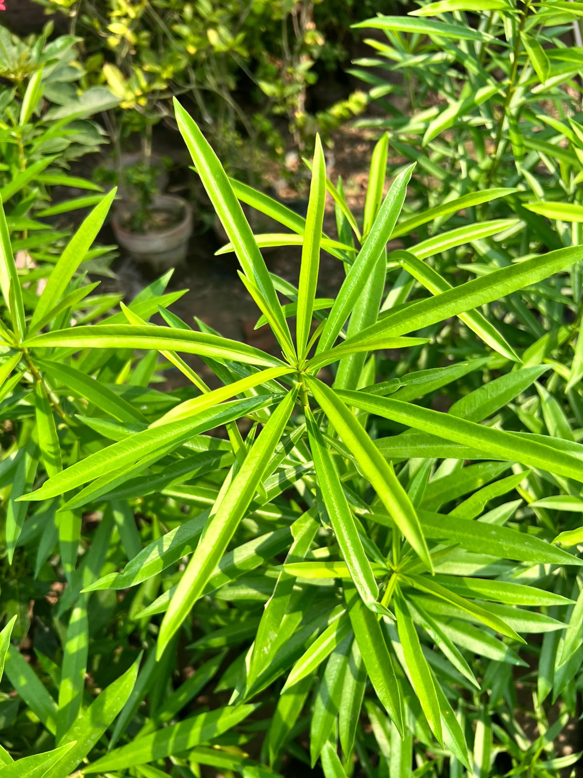 Kaner Plant - Yellow Oleander (Cascabela thevetia)