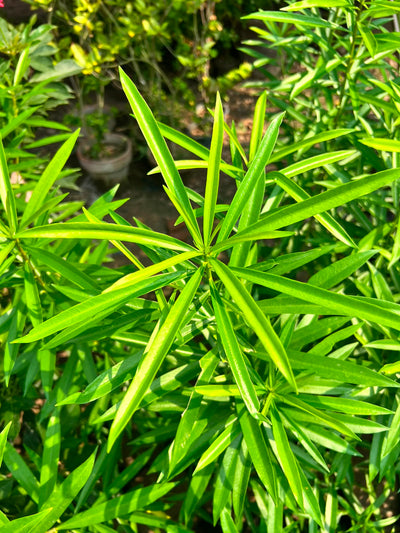 Kaner Plant - Yellow Oleander (Cascabela thevetia)