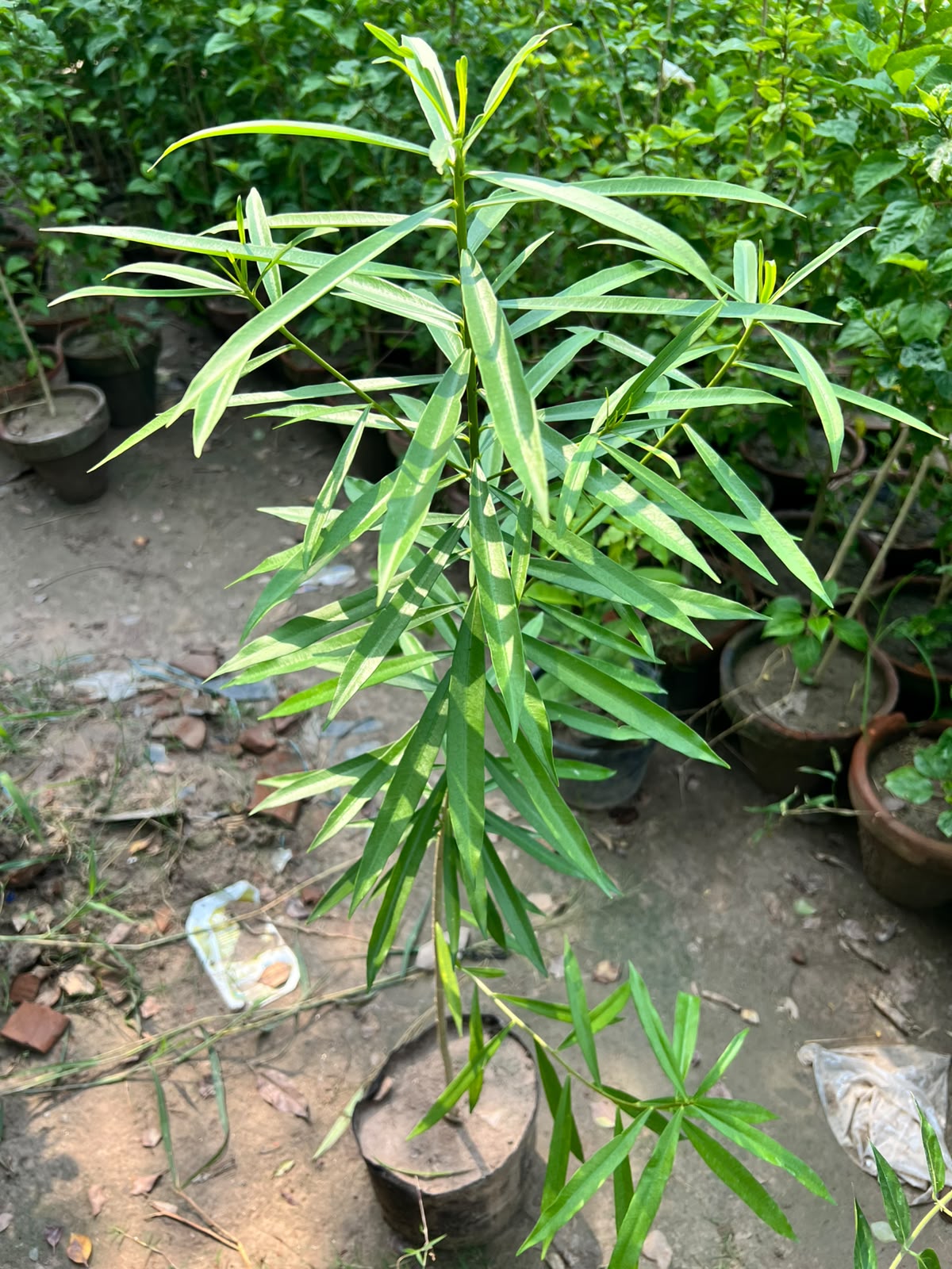 Kaner Plant - Yellow Oleander (Cascabela thevetia)