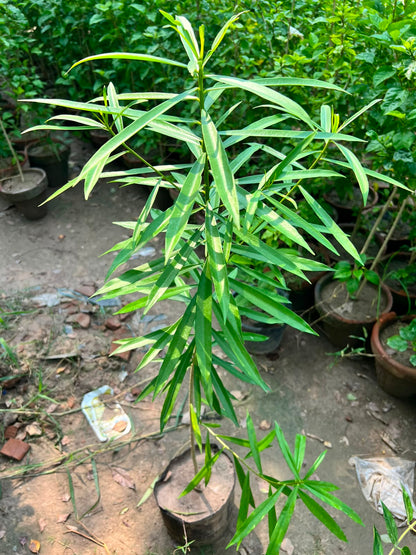 Kaner Plant - Yellow Oleander (Cascabela thevetia)