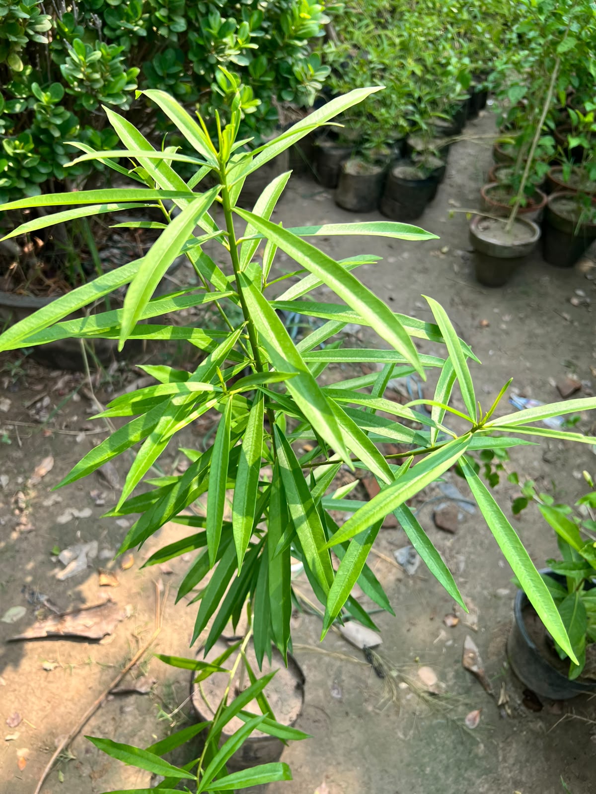 Kaner Plant - Yellow Oleander (Cascabela thevetia)