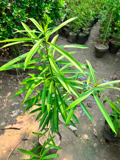 Kaner Plant - Yellow Oleander (Cascabela thevetia)