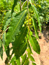 Ulta Ashoka Plant - Weeping Ashoka Tree (Monoon longifolium)