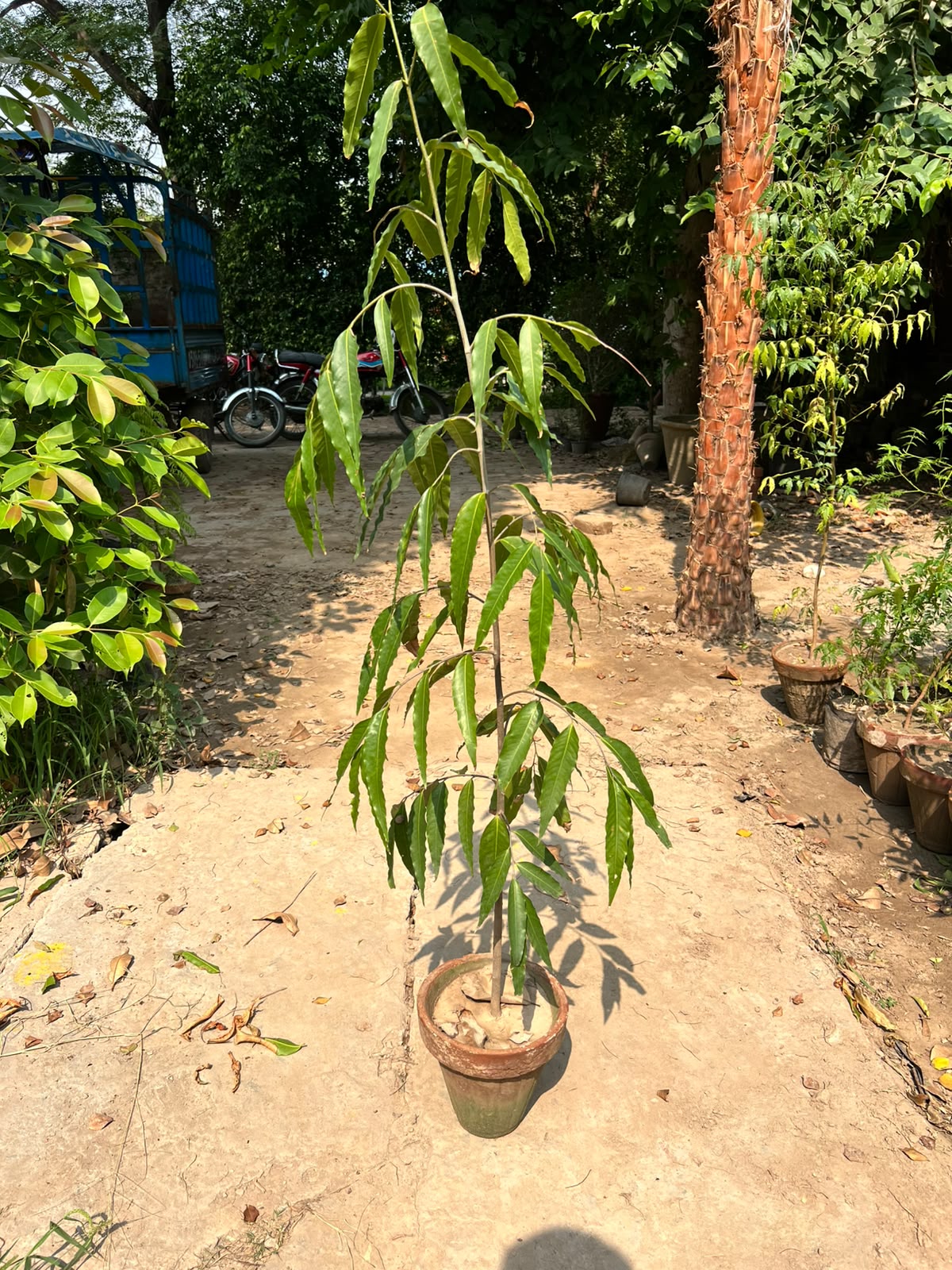 Ulta Ashoka Plant - Weeping Ashoka Tree (Monoon longifolium)
