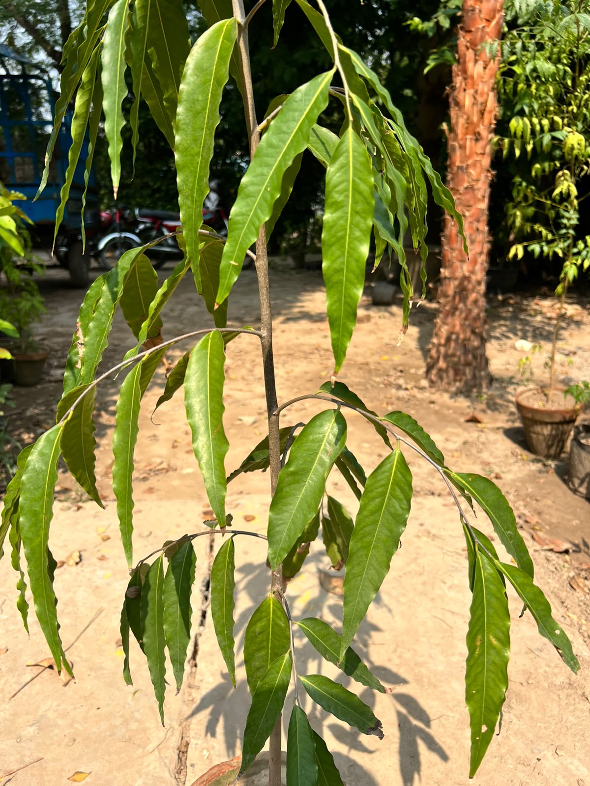 Ulta Ashoka Plant - Weeping Ashoka Tree (Monoon longifolium)