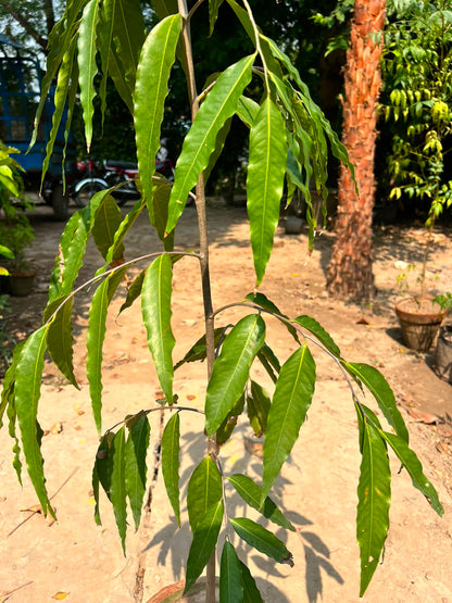Ulta Ashoka Plant - Weeping Ashoka Tree (Monoon longifolium)