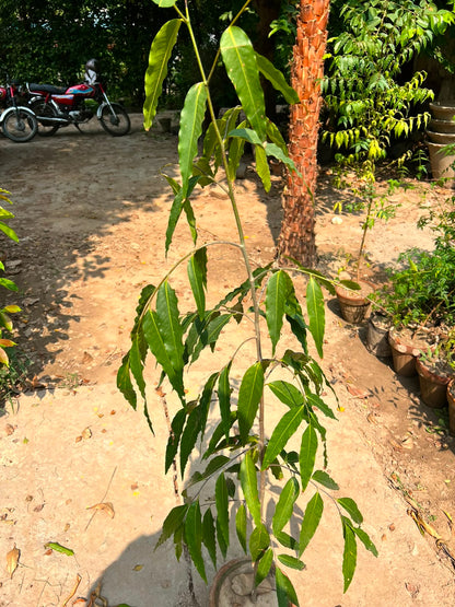 Ulta Ashoka Plant - Weeping Ashoka Tree (Monoon longifolium)