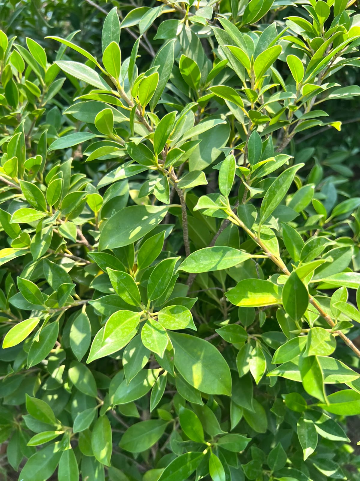 Cone Ficus Plant - Cone Topiary Ficus (Ficus microcarpa)