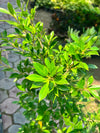 Cone Ficus Plant - Cone Topiary Ficus (Ficus microcarpa)