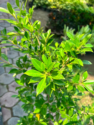 Cone Ficus Plant - Cone Topiary Ficus (Ficus microcarpa)