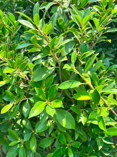 Cone Ficus