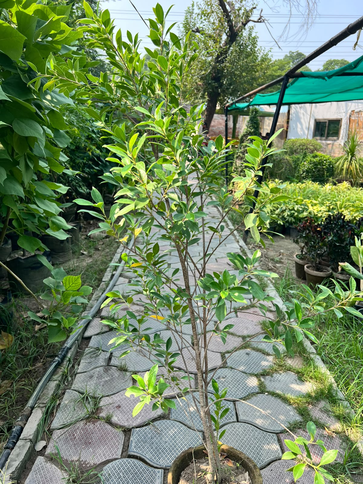 Cone Ficus