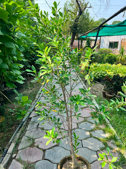 Cone Ficus