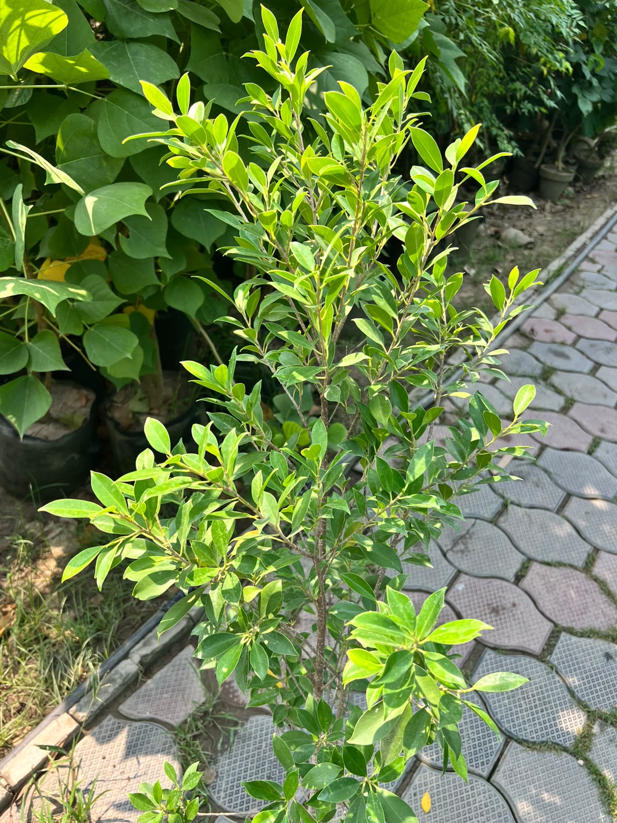 Cone Ficus Plant - Cone Topiary Ficus (Ficus microcarpa)