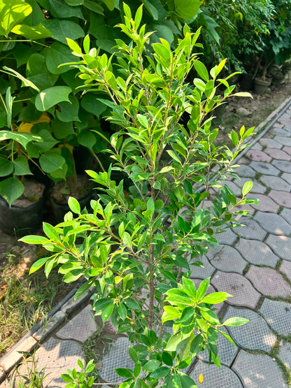 Cone Ficus