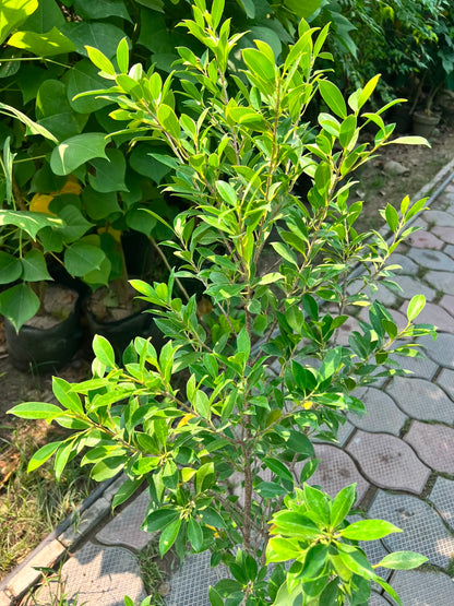 Cone Ficus