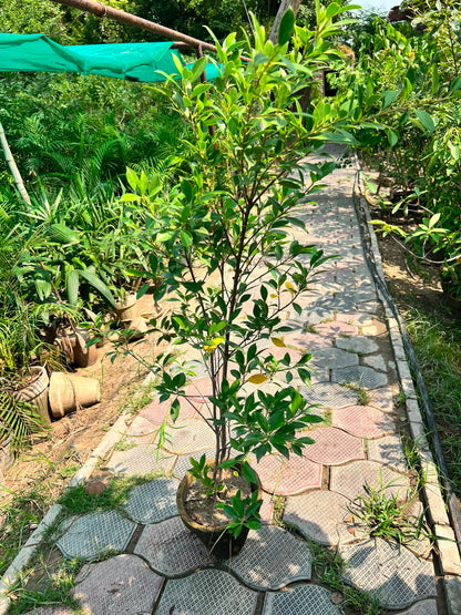 Cone Ficus