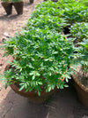 Paneeri (Marigold Seedlings) - Fresh & Healthy Live Plants