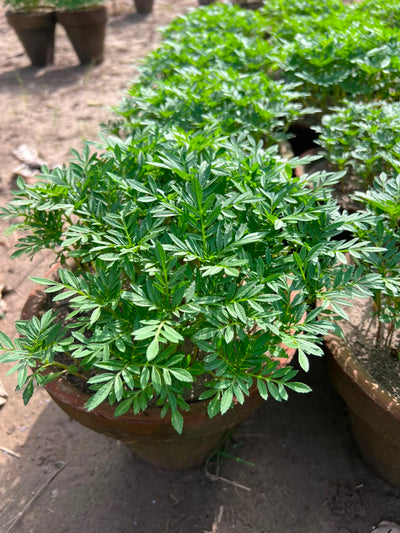 Paneeri (Marigold Seedlings) - Fresh & Healthy Live Plants