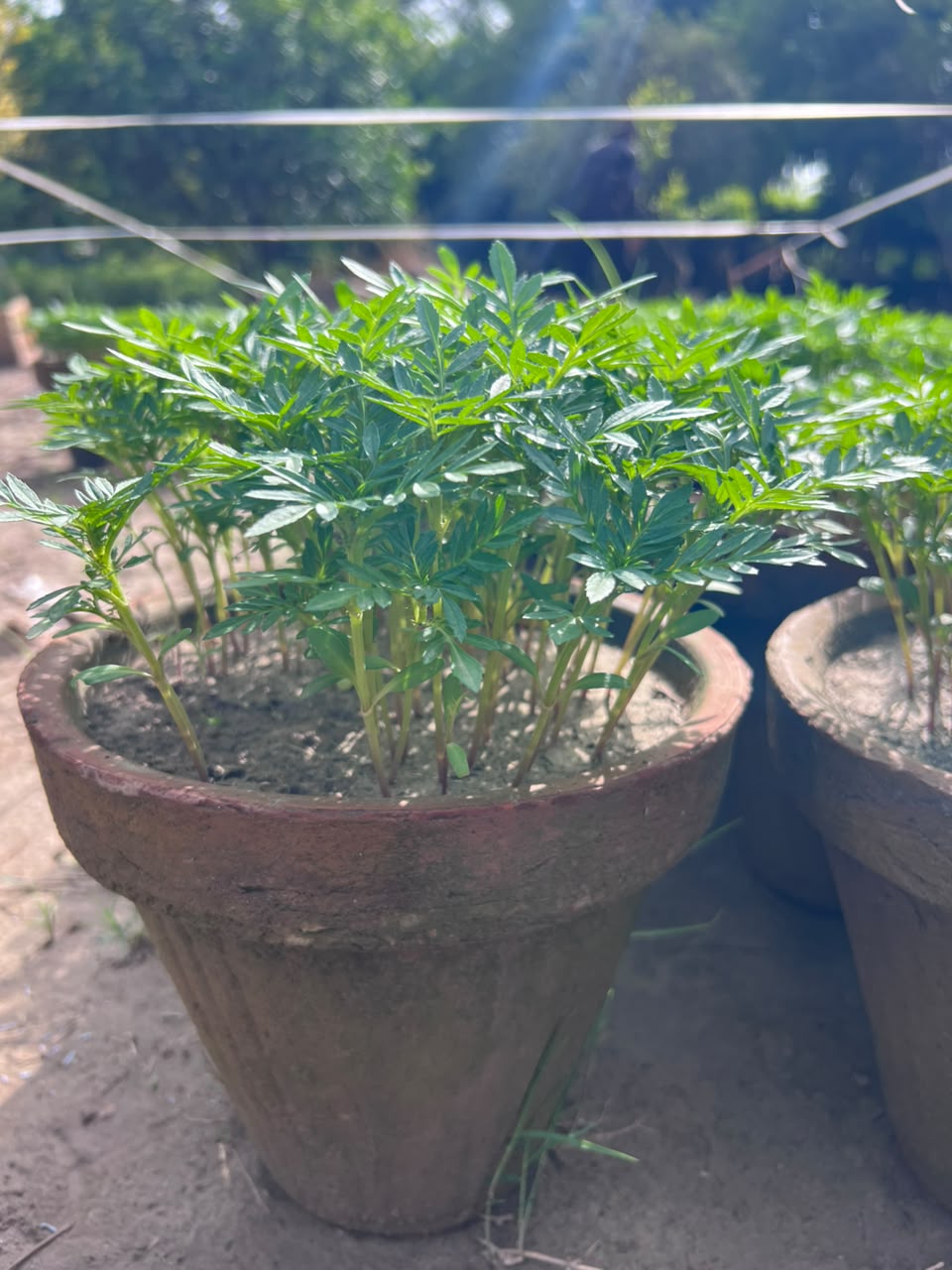 Paneeri (Marigold Seedlings) - Fresh & Healthy Live Plants
