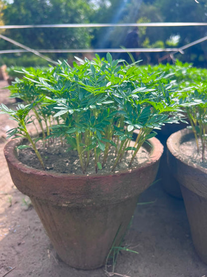 Paneeri (Marigold Seedlings) - Fresh & Healthy Live Plants
