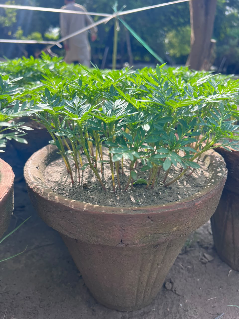 Paneeri (Marigold Seedlings) - Fresh & Healthy Live Plants