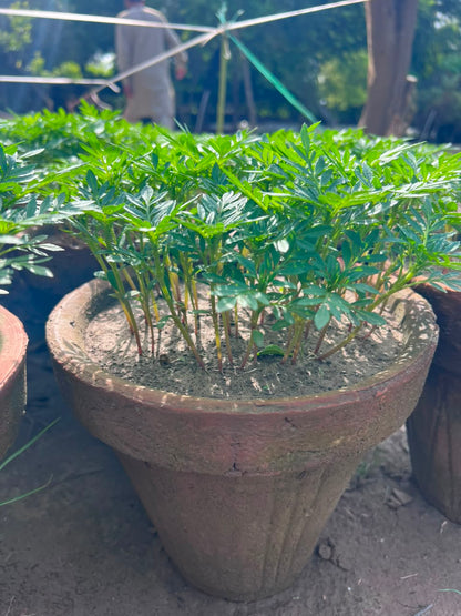 Paneeri (Marigold Seedlings) - Fresh & Healthy Live Plants