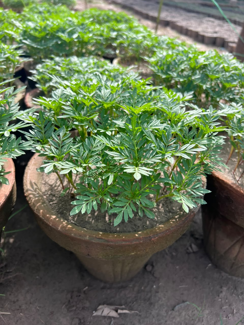 Paneeri (Marigold Seedlings) - Fresh & Healthy Live Plants