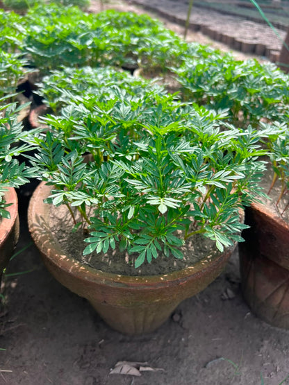 Paneeri (Marigold Seedlings) - Fresh & Healthy Live Plants