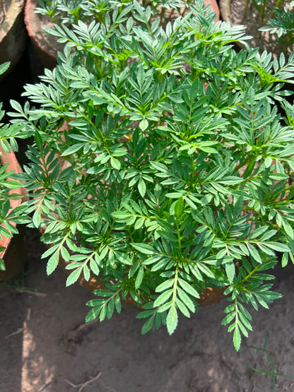 Paneeri (Marigold Seedlings) - Fresh & Healthy Live Plants